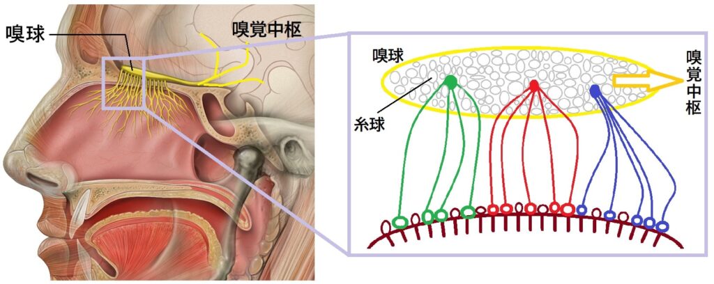 嗅覚・嗅球・糸球・匂いの感知