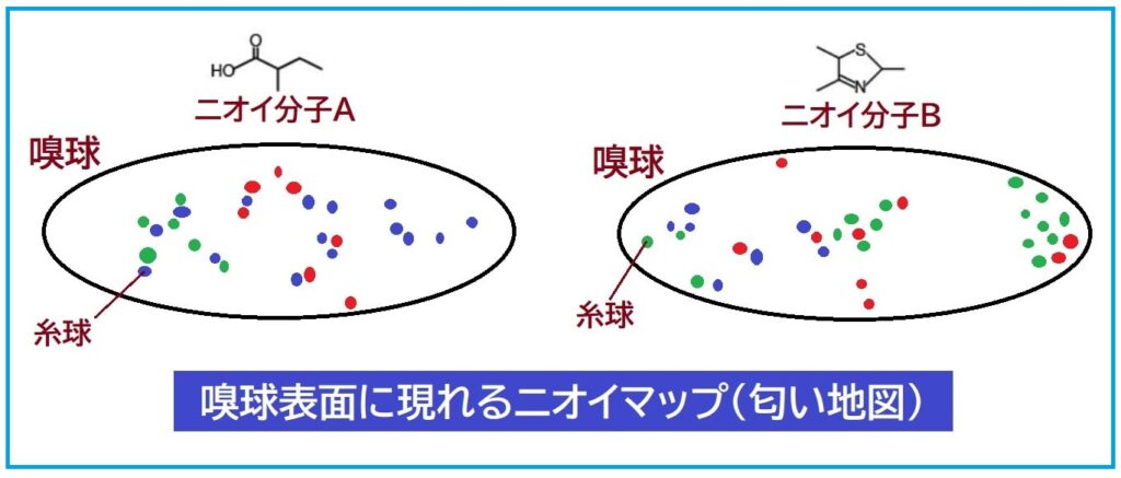 嗅覚・匂い地図・ニオイマップ・嗅球表面に現れる匂い地図・